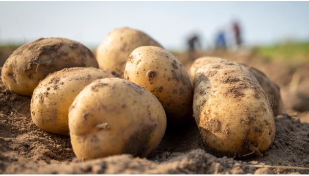 دراسة تنسف الفكرة المغلوطة السائدة عن البطاطا
